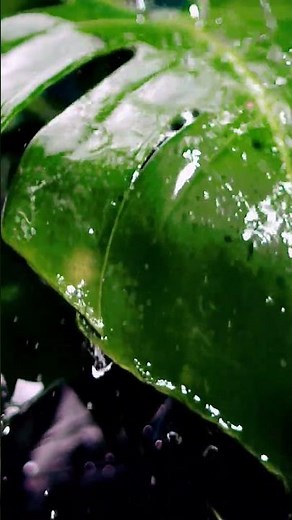 Rain Drops on Leaf | Copyright Free Nature Background Video