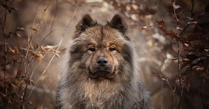 Eurasier – Friendly Family Dog with a Plush Appearance