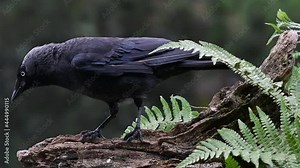 Western jackdaw / European jackdaw (Corvus monedula) foraging on tree trunk in forest and flying away in the rain