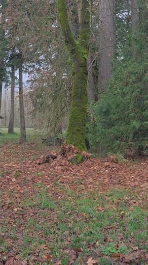 four wheel fun #fourwhel #fourwheeler #offroad #cool #fun #redneck #honda