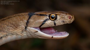 Copperhead Racer - Coelognathus radiatus — HongKongSnakeID.com