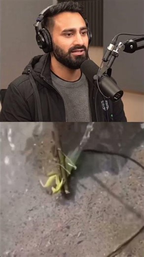 🔬😲🪲 What Comes Out of This Insect’s Belly? | Shocking Science Explained!#ScienceVideo #InsectFacts