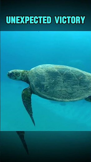 Tiger Shark Attacks Sea Turtle: When Lunch Fights Back