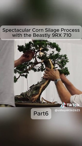 Tony Tickle's Bonsai Styling Live Showcase