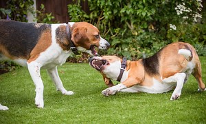 Canine Aggression in a Multidog Household