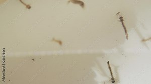 Mosquito Larva Closeup. Mosquito Life Cycle Larvae