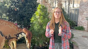 Ever heard of a living fossil? Learn about what that means, and all about the Japanese umbrella pine with Nora, one of our talented horticulturalists. | Lauritzen Gardens