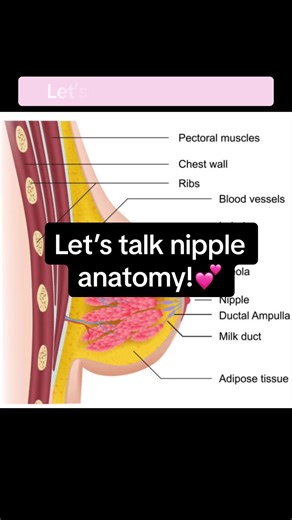 Exploring Nipple Anatomy in Breastfeeding 🤱🔍 1️⃣ Variety in Nipple Shapes: Nipples come in different shapes and sizes; this uniqueness is entirely normal and does not hinder the breastfeeding process! 2️⃣ The dynamic duo: the Nipple and Areola! Recognize the symbiotic relationship between the nipple and areola. The areola serves a super important role in guiding the infant to latch onto the nipple effectively. 3️⃣ The Letdown Mechanism: Envision the let down process as a seamless flow of milk.