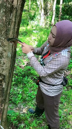 Tree Tapping Techniques for Beginners