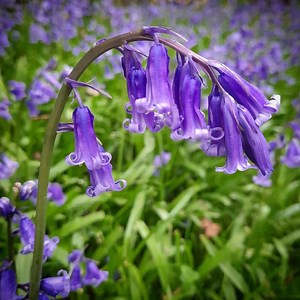 Blue Bell Flower: Types, Meanings & Benefits