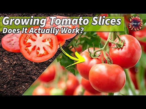 Growing Tomato Plants From Sliced Tomatoes // Will They Grow?