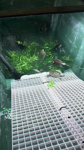 Northern Diamondback Terrapins #diamondbackterrapin #turtle #turtlewatching #aquarium #turtleclub