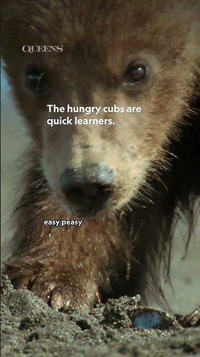 Mama bear passing skills onto the next generation 🌊🐻 #Queens #NatGeoAnimals