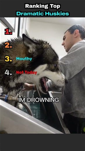 Ranking the Top Dramatic Huskies