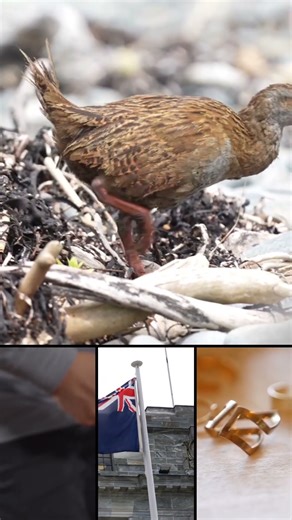What are NZ Weka Birds?