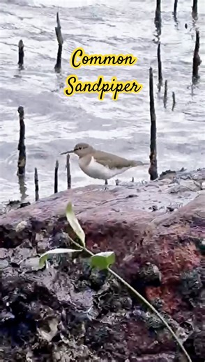 Common Sandpiper at Chek Jawa Wetlands 🐦🌿A migratory shorebird visiting Singapore. #birds #wildlife