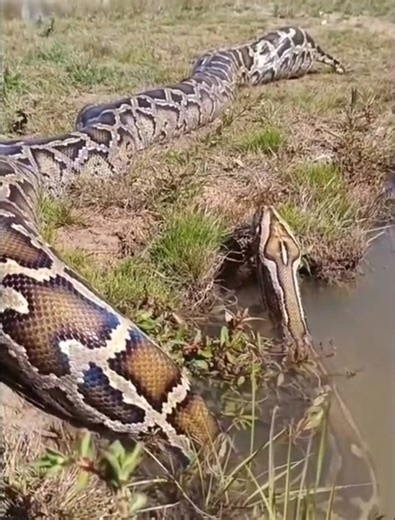 6.6K views · 111 reactions | A giant African python cooling in water | Wild life | Facebook