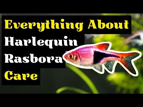 The Complete Guide To Harlequin Rasbora Care (Harlequin Rasbora Breeding and Tank Mates)