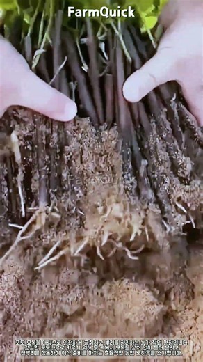 포도 묘목 대량 굴취 및 뿌리 정리 작업 #farming #farmlife #livestock #grapes #seedlings