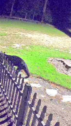 68K views · 1.1K reactions | Early Monday morning, a camera at one of our park residences at Santee State Park, caught a glimpse of this black bear!  Yes, black bears in the midlands of SC are uncommon. But later that day it only got weirder..........see  for yourself. We're gonna chalk it up to it being October. | South Carolina State Parks | Facebook