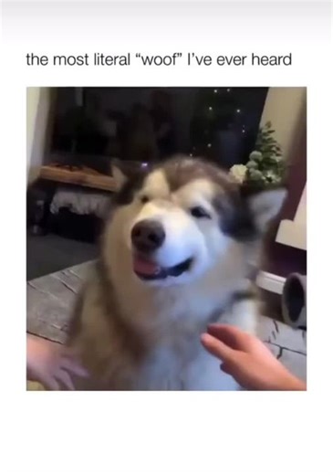 Hilarious Husky Saying Woof Compilation