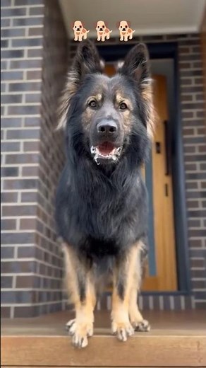 Dog Barking Loudly 🐶🔊 Funny & Alert Dog Sounds #shorts