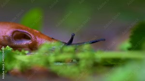 A snail without a shell is slowly crawling along the ground. Video in soft focus at high magnification.