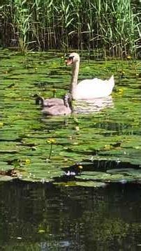 You won't believe how much this swan eats #shorts #nature #birds