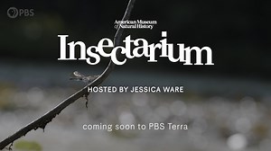 3.3K views · 50 reactions | Insects rule the world. Or, at least they...