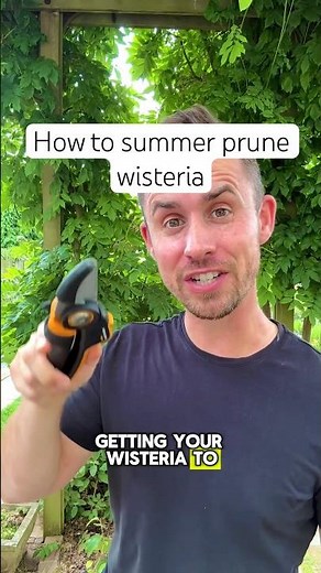 How to summer prune wisteria #gardening #garden