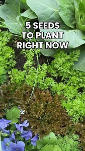 It’s not too late🙌 There are so many things I’m still planting this month🌿👇 Zucchini, cucumber, zinnia, beans, arugula, cosmos, coreopsis-so many good things😋 Comment SYSTEM to get a link to save big on our summer seed system | Gardenary