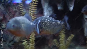piranha fish close up in the aquarium. selective focus, angry fish