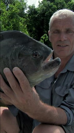 The BIGGEST PIRANHA Jeremy Wade has ever caught 🤯
