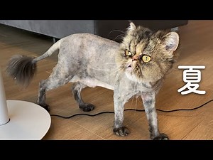 長毛猫さんの夏。サマーカット。エキゾチックロングヘアのはまちさんをサマーカットにしてもらいました。