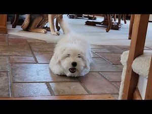 Mr. Bailey Coton De Tulear Puppy