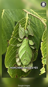 16K views · 459 reactions | Leaf Insect  How Is This Even Real? | 1 Minute Animals It moves like a leaf and even sways in the wind! #animals #leafinsect #camouflage #insects #forestlife #shortvideo | 1 Minute Animals | Facebook