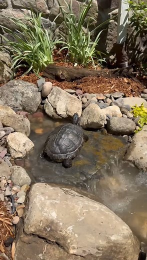 16 reactions | From design to creation  Give your turtle their own outdoor oasis with a custom pond from Garden State Koi! #PondDesign #TurtlePond #TurtleHabitat | Garden State Koi Pond & Waterfall Design Center | Facebook