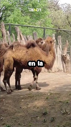 The Best Zoos in Mexico - Part 1 | Chapultepec Zoo