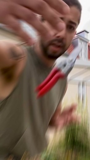 How to clone roses with honey! 🤩🍯 #roses #plants #plantsoftiktok | creative_explained