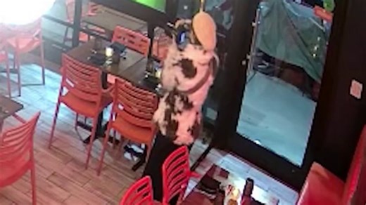 Suspected NYC dining scammer strikes again