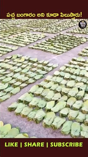 Why Is This Leaf Called Green Gold? 🍃😱 #youtubeshorts #ytshorts #viral