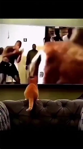 ComedY ShoW (@comedy.show185)’s video of mike tyson son