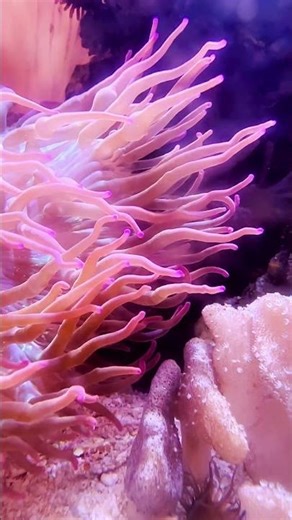 Coral Reefs Aren’t What You Think 🪸