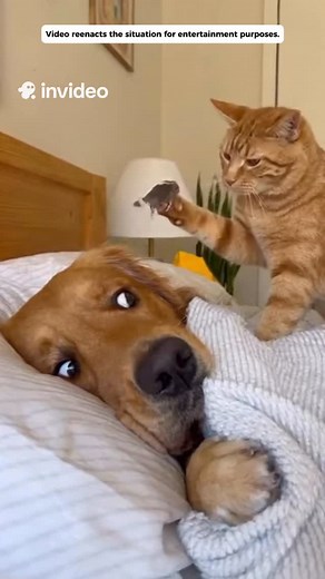 The cat sets up the perfect prank - poor dog got terrified #dog #cat #catanddog #funnypets #funnyvideo | Home in Pixels