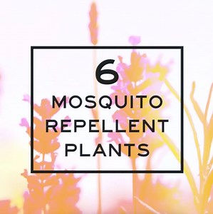 Plant a garden that will keep pesky mosquitos away. | HGTV