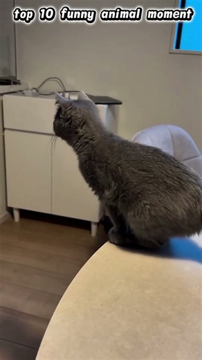 animal fail compilation.