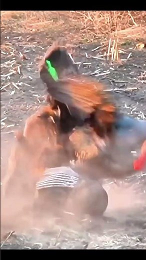 Spring Thunder: The Final Gobbler Showdown! #shorts #turkeyhunting #g4outdoors #gobblerhunting