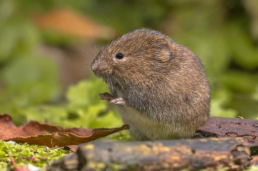 What Do Voles Eat? (How To Get Rid Of Them)