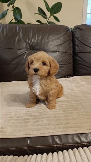 #havapoo #puppy #doglife #pets