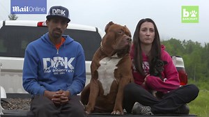 HUGE pitbull strikes bizarre friendship with tiny chihuahua